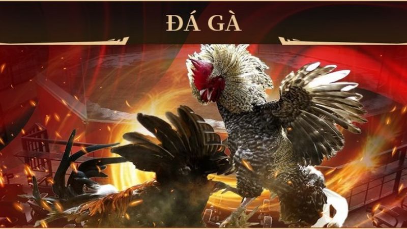Kinh nghiệm cược đá gà tại King88 được cao thủ truyền lại